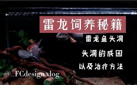 雷龍魚細菌感染最佳治療方法，雷龍魚細菌感染最佳治療方法包括以下幾個方面：雷龍魚細菌感染
