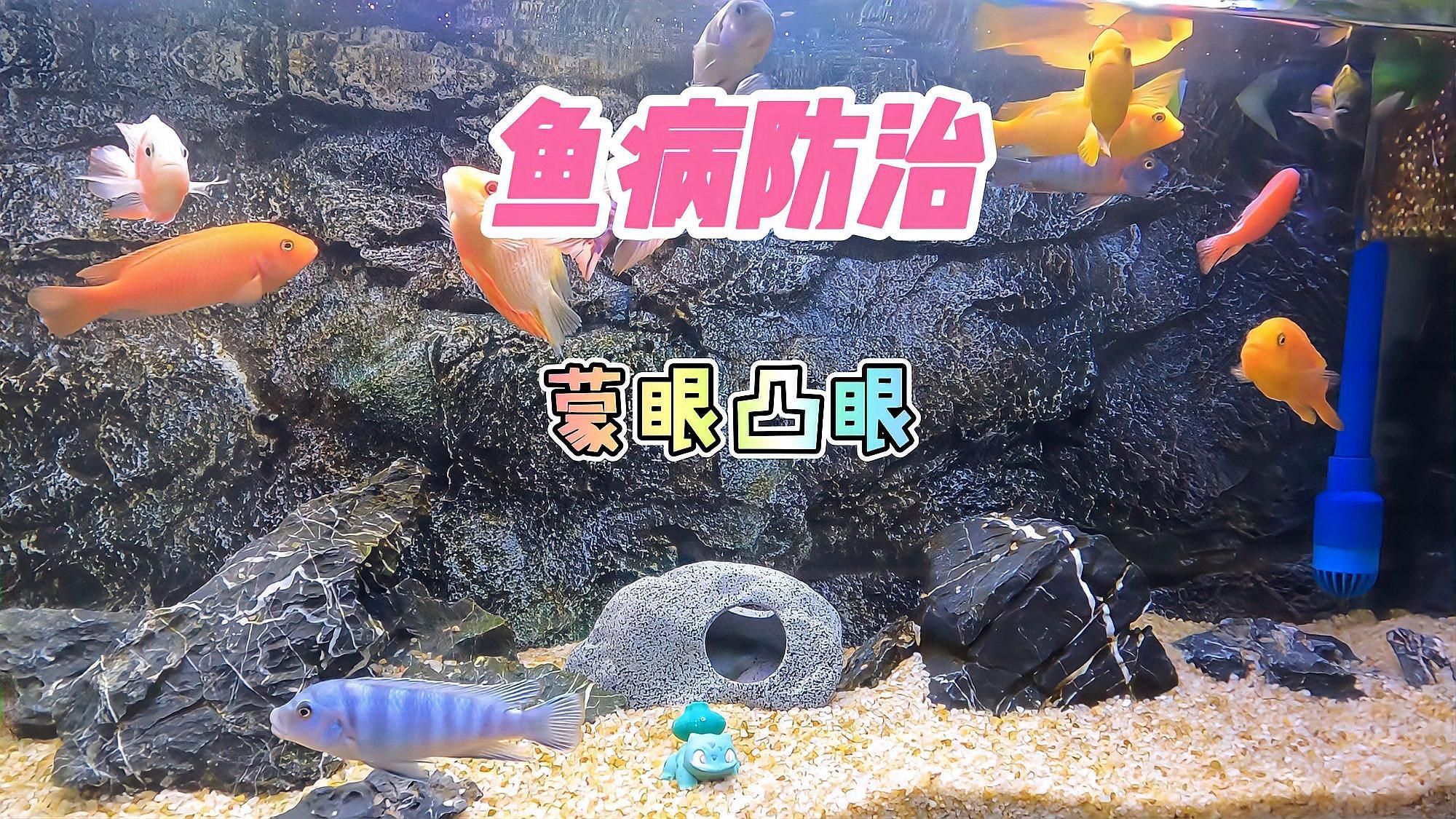 如何判斷觀賞魚是否患有眼睛白膜