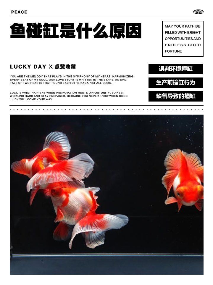 魚撞缸有哪些科學解釋