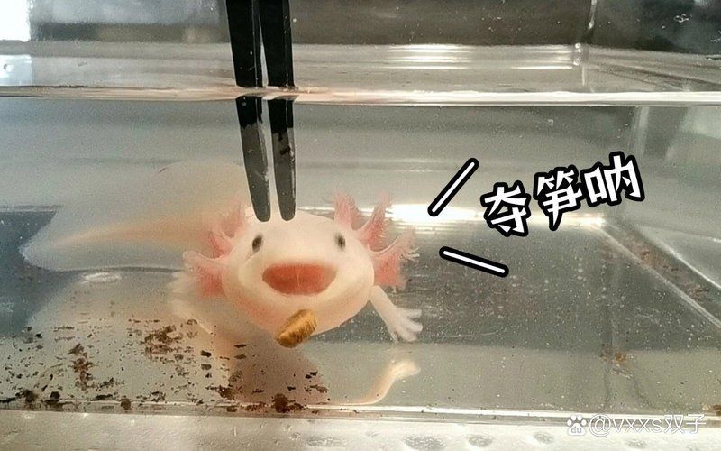 如何判斷金龍魚(yú)是否患有疾病？，————系統(tǒng)性診斷指南（1000字+配圖）