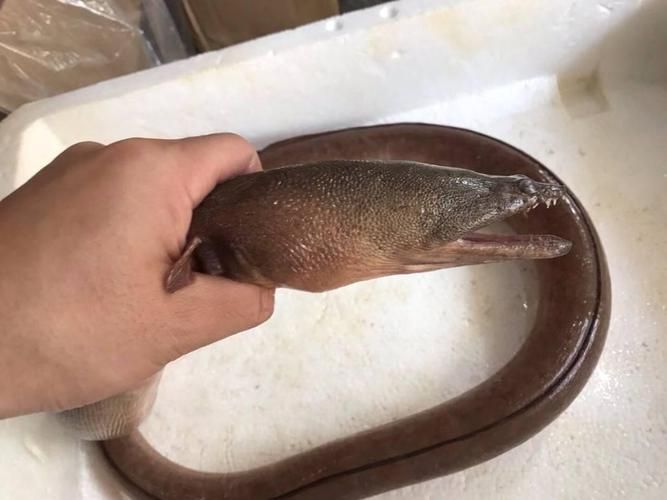 如何辨別真假閩南土龍魚？，如何區(qū)別“閩南土龍魚”
