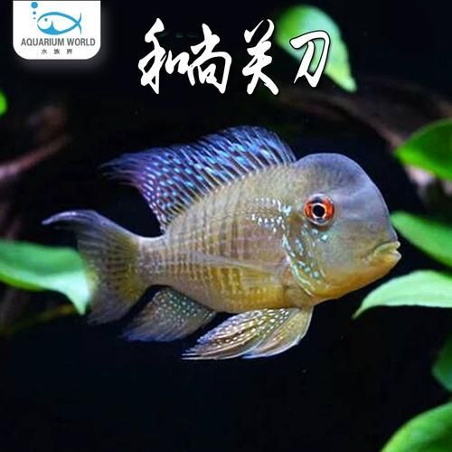 和尚魚的價格是多少？
