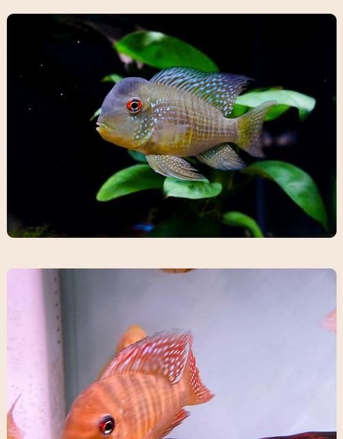 和尚魚的價格是多少？