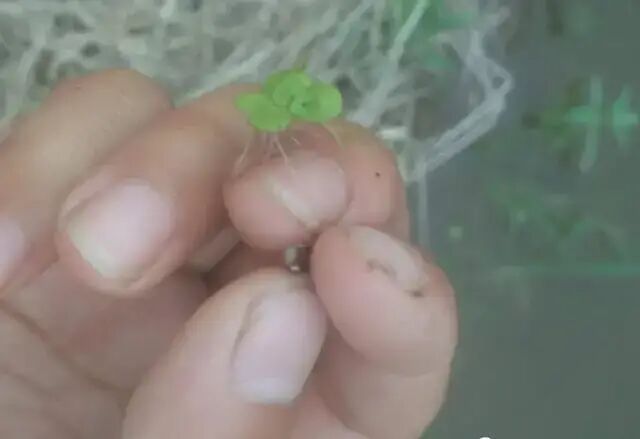 如何區分龍魚嘴巴發白是哪種病？