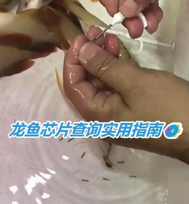 如何辨別印尼龍魚的真?zhèn)?？，如何辨別印尼龍魚
