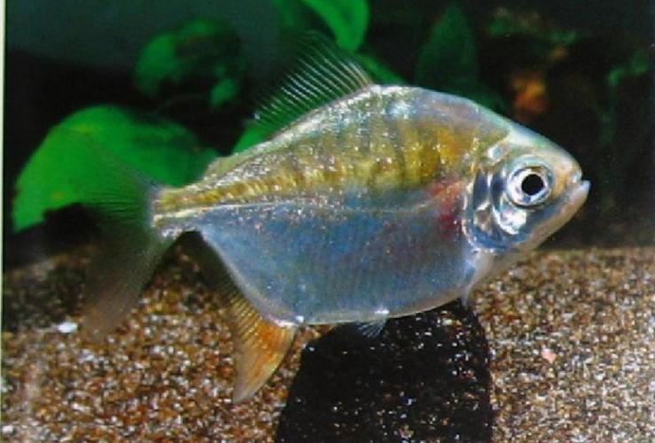 麥肯斯銀版魚壽命有多長？，關于麥肯斯銀版魚的一些建議