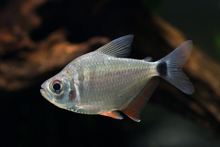 麥肯斯銀版魚壽命有多長？，關于麥肯斯銀版魚的一些建議