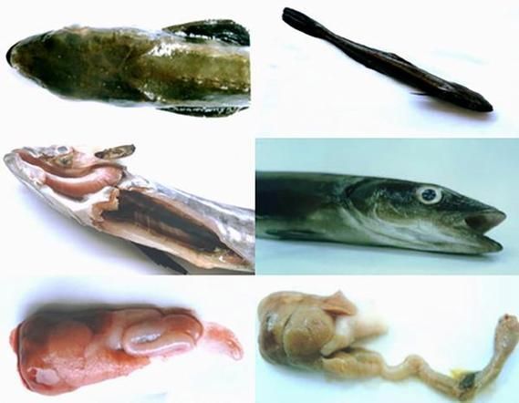 有哪些常見的海水魚細菌性疾病，關于海水魚細菌性疾病