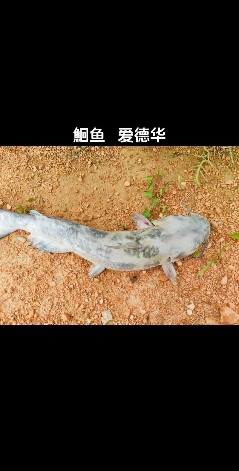 有哪些常見的海水魚細菌性疾病，關于海水魚細菌性疾病