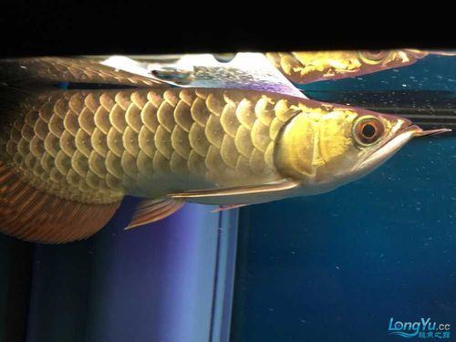 給我一些龍魚腹水的圖片，關于龍魚腹水的一些圖片