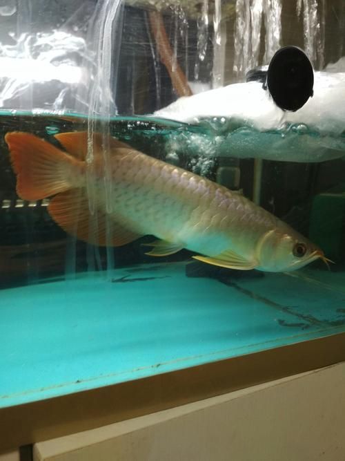 給我一些龍魚腹水的圖片，關于龍魚腹水的一些圖片