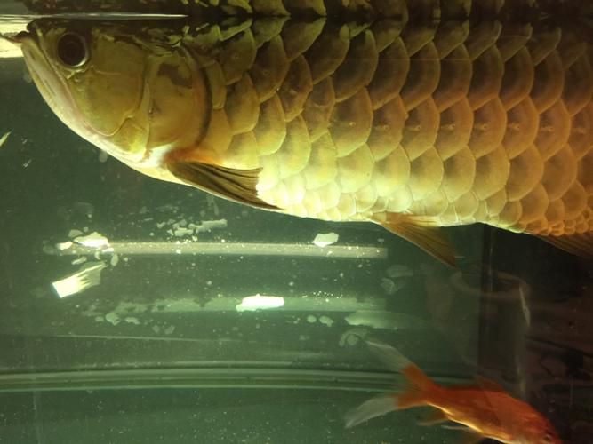 給我一些龍魚腹水的圖片，關于龍魚腹水的一些圖片