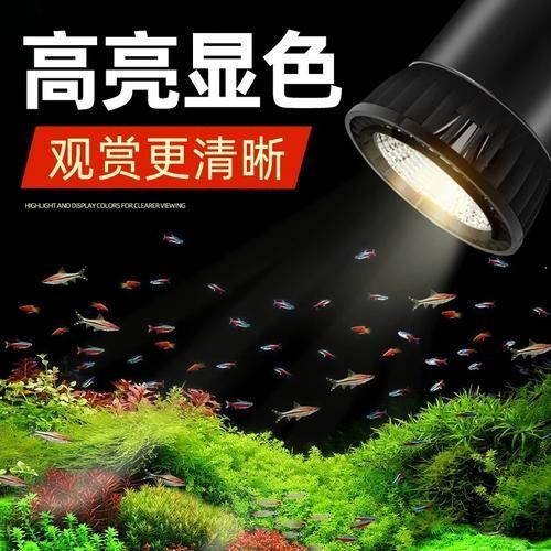 有哪些品牌龍魚燈推薦？，哪些品牌龍魚燈值得推薦