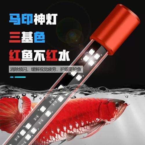 有哪些品牌龍魚燈推薦？，哪些品牌龍魚燈值得推薦