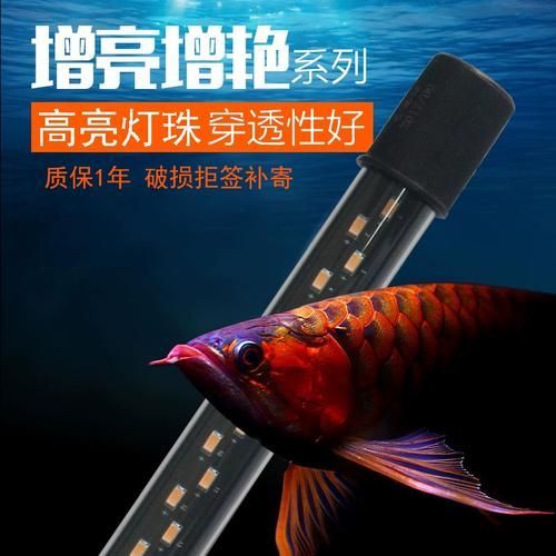 有哪些品牌龍魚燈推薦？，哪些品牌龍魚燈值得推薦