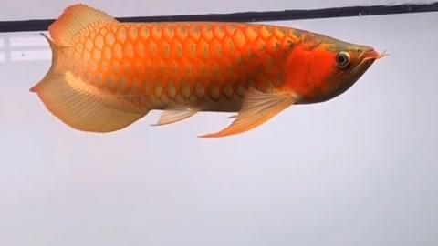龍魚關(guān)燈后會跳缸嗎？