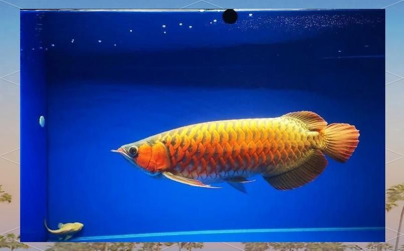 如何判斷龍魚是否適應吃海水蝦？，如何判斷龍魚是否適應吃海水蝦，如何判斷龍魚是否適應海水蝦