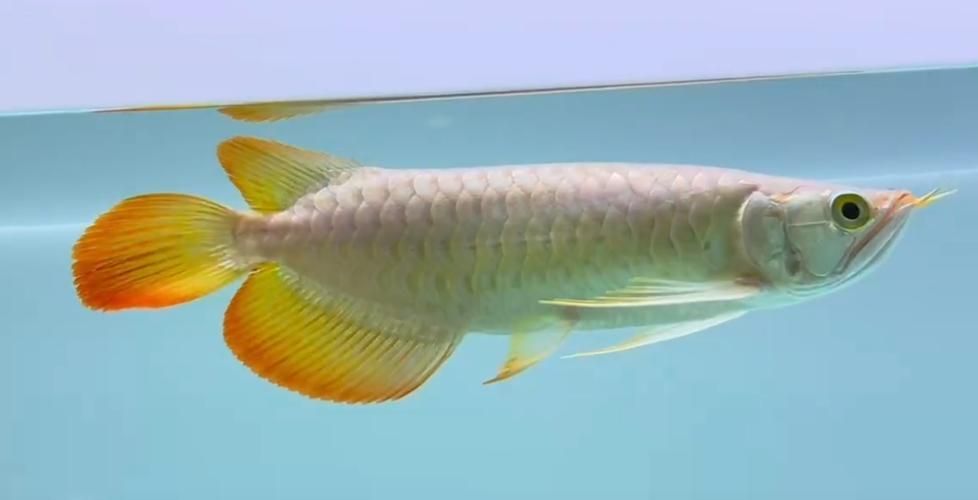 祥龍魚場提供的圖片大全有哪些？，祥龍魚場圖片大全