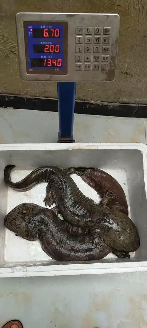 肅州龍魚有哪些特點，肅州龍魚是什么？