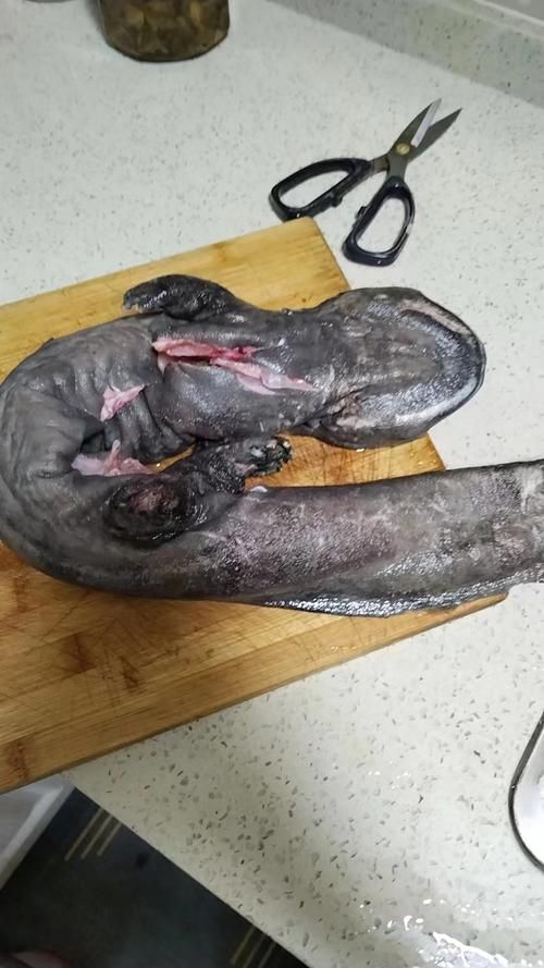 肅州龍魚有哪些特點，肅州龍魚是什么？