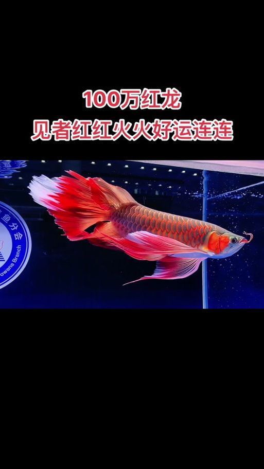 哪里可以購買到正宗的鳳凰龍魚？，鳳凰龍魚的購買指南
