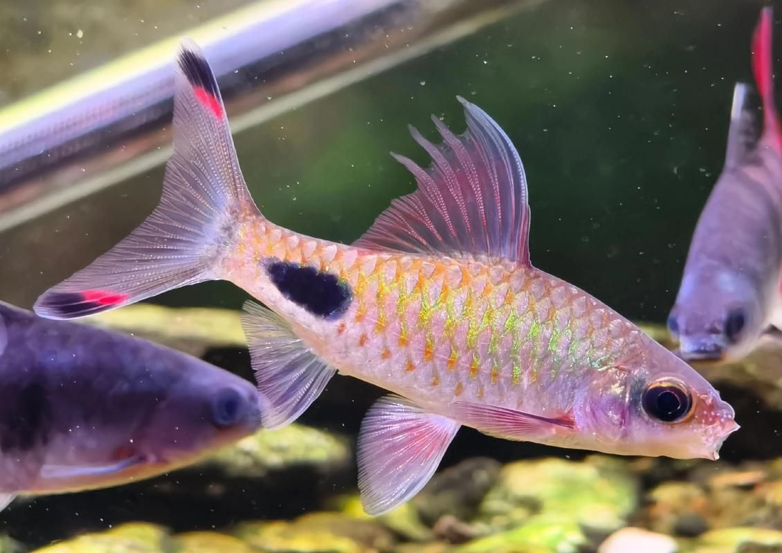 如何延長黑影道人魚的壽命？，“黑影道人魚”并非真實存在的“黑影道人魚”并非真實生物