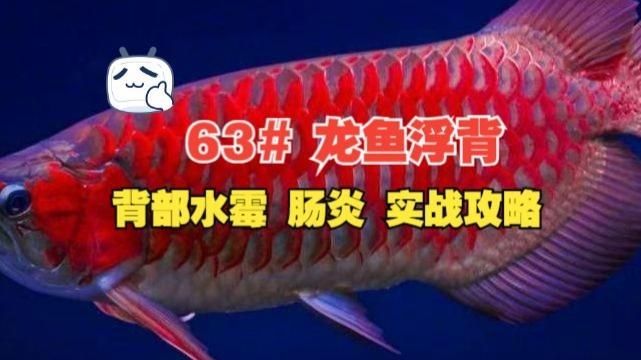 龍魚浮背能自愈嗎，馬來西亞祥龍魚場官方聯系方式的真偽龍魚浮背能自愈嗎