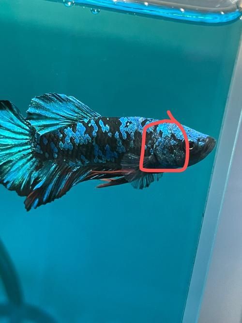 預防觀賞魚長白霜的方法