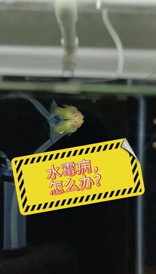 預防觀賞魚長白霜的方法