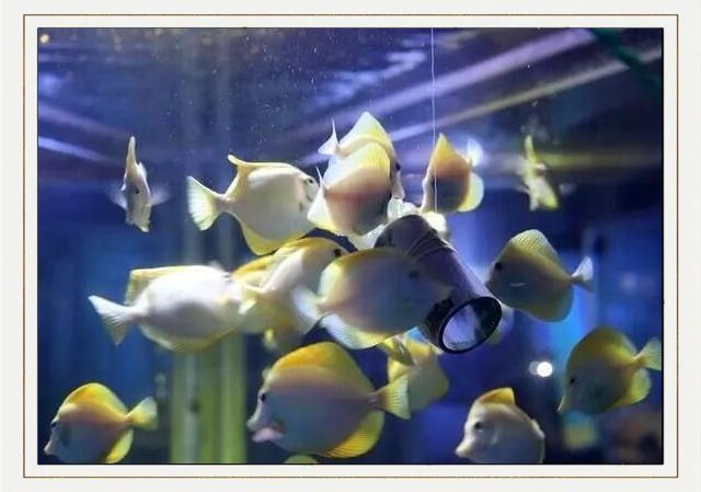 哪些品牌的龍魚抗病毒藥比較可靠？，新加坡艾琪龍魚抗病毒藥（furazolidone）