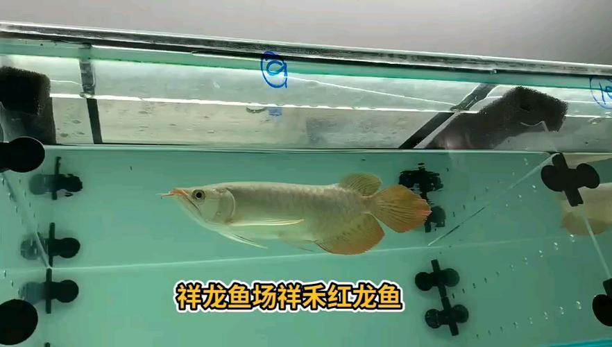 祥龍魚場的龍魚有哪些系列？，祥龍魚場xlyc007有哪些社交媒體賬號