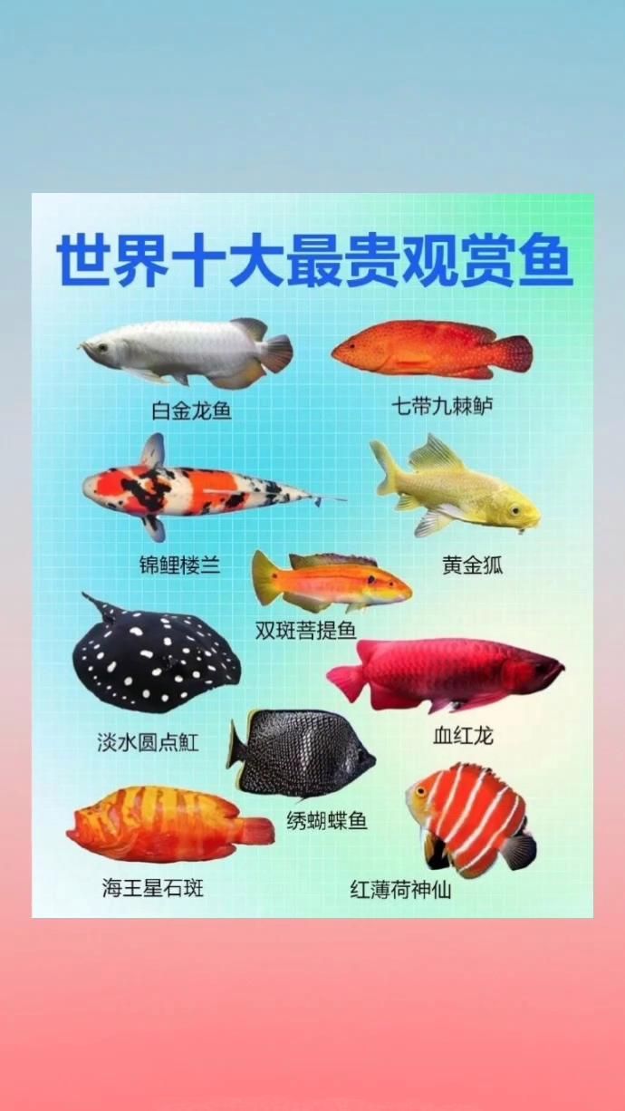 世界最貴的魚十大排名，世界上“最貴”的魚類排名