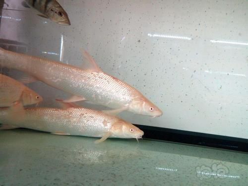 白子招財龍魚的最佳購買時機，白子招財龍魚最佳購買時機，