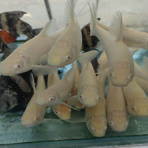 白子招財龍魚的最佳購買時機，白子招財龍魚最佳購買時機，