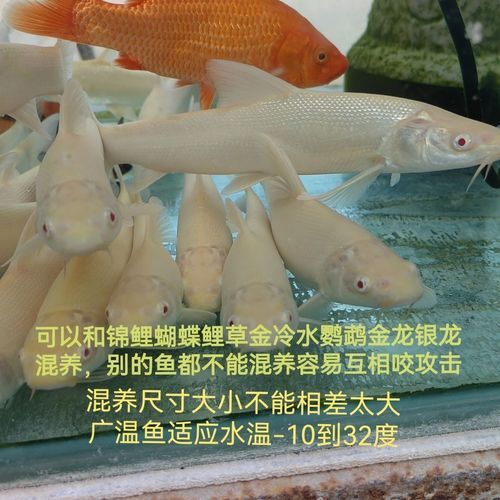 白子招財龍魚的最佳購買時機，白子招財龍魚最佳購買時機，