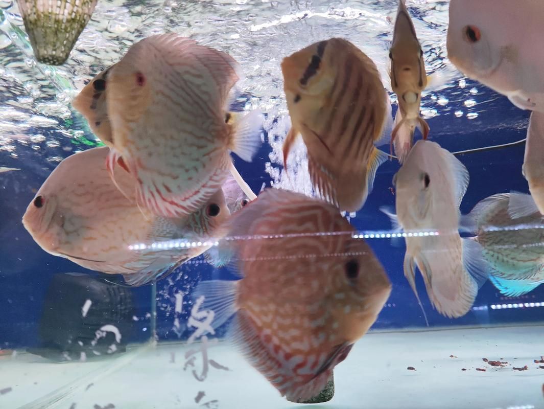 如何判斷三角恐龍魚是否適合混養？，三角恐龍魚（polypterusendlicheri或polypterusendlicheri）