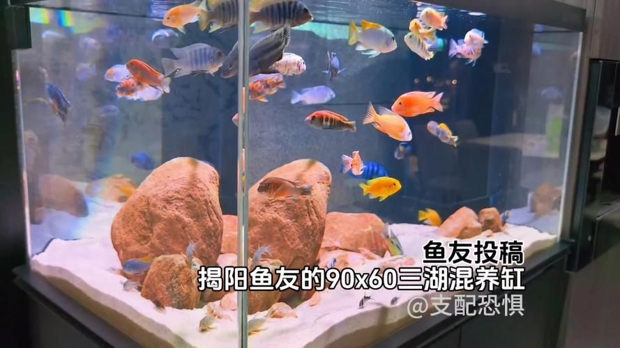如何判斷三角恐龍魚是否適合混養？，三角恐龍魚（polypterusendlicheri或polypterusendlicheri）