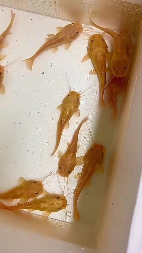 能否提供更多關于招財貓魚混養的圖片