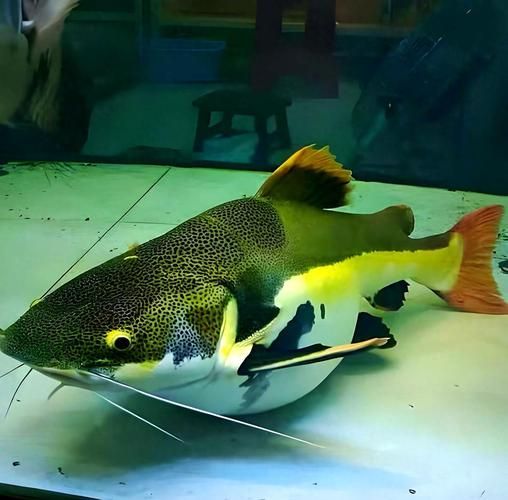 能否提供更多關于招財貓魚混養的圖片