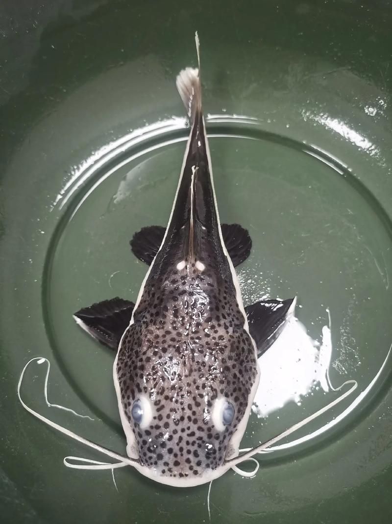 能否提供更多關于招財貓魚混養的圖片