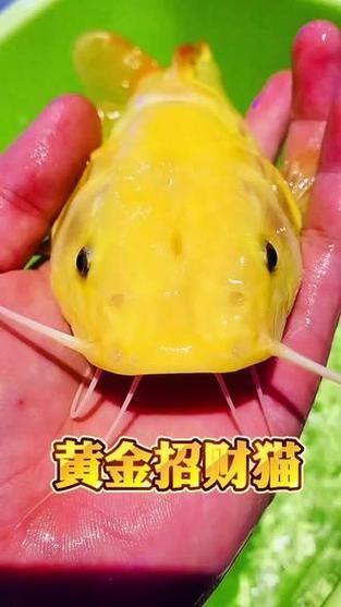 能否提供更多關于招財貓魚混養的圖片