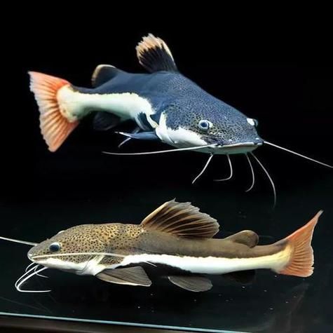 能否提供更多關于招財貓魚混養的圖片