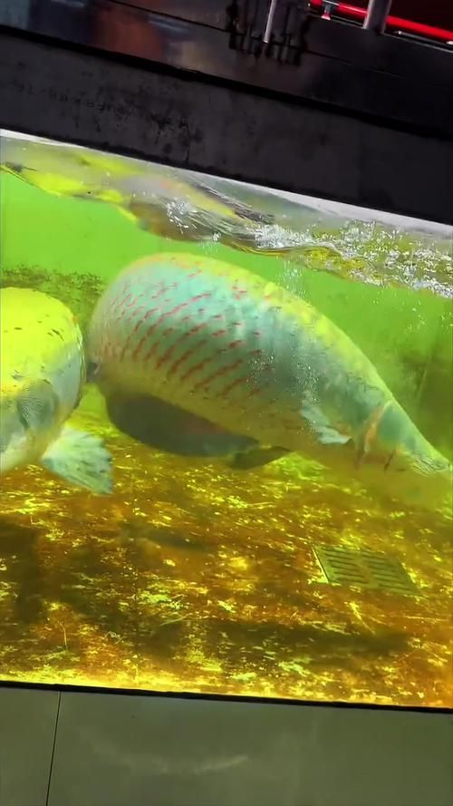 能否提供更多關于招財貓魚混養的圖片