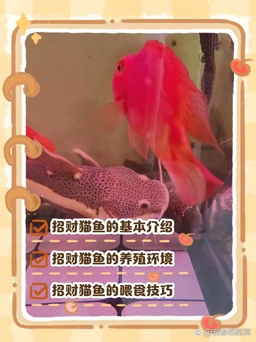 能否提供更多關于招財貓魚混養的圖片