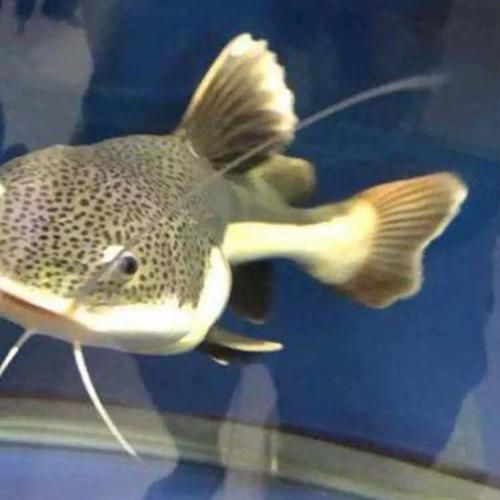 能否提供更多關于招財貓魚混養的圖片