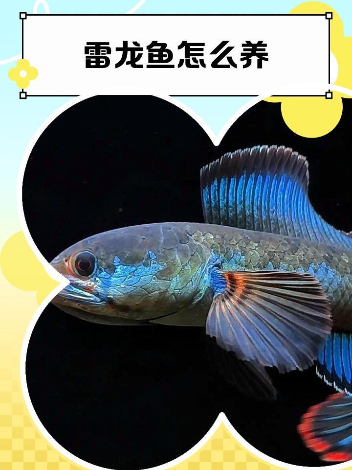 國產雷龍魚如何飼養，關于雷龍魚的飼養指南