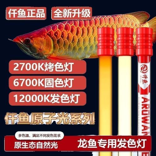 有哪些品牌推薦使用NEC龍魚燈，nec龍魚燈品牌對比清單