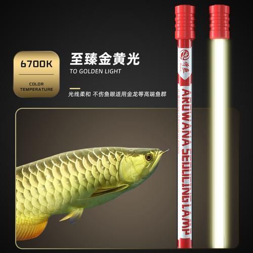 有哪些品牌推薦使用NEC龍魚燈，nec龍魚燈品牌對比清單