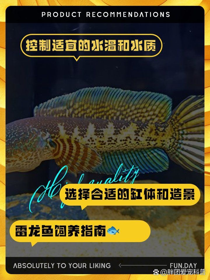 黃金眼鏡蛇雷龍魚喜歡什么水質？，黃金眼鏡蛇雷龍的飼養方法
