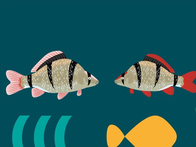 如何區(qū)分虎魚的性別？